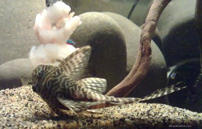 Aquarist observing fish feeding in the tank