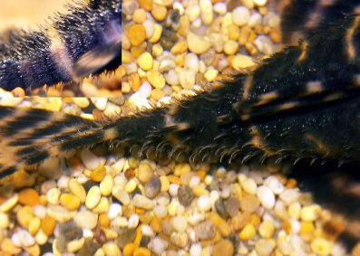 Close-up of male's odontodes