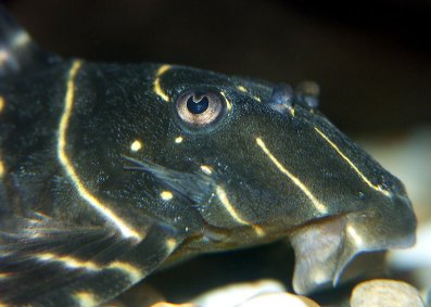 Close-up of head of female 