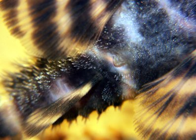 Close-up of male's genital papillae