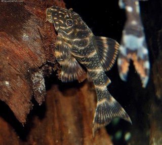 Portrait of the species