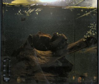 A typical spawn on the glass