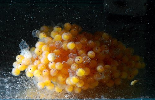 Eggs, day 6, hours before the rest of the fry hatched