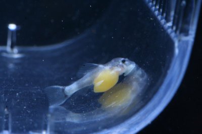 Six day old fry