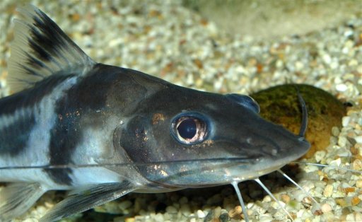 Pimelodus ornatus