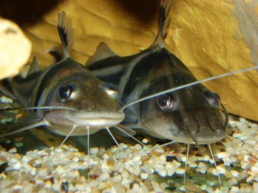 Pimelodus ornatus