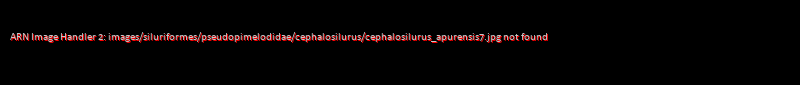 Cephalosilurus apurensis