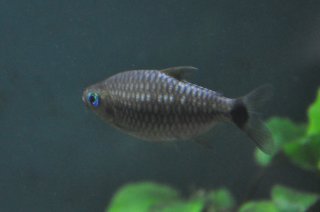 Bario cosmops