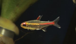 Hemigrammus erythrozonus