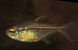 Hemigrammus ulreyi