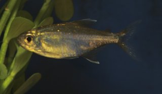 Hemigrammus vorderwinkleri