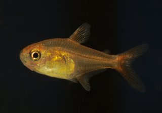 Hyphessobrycon amandae