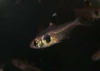 Hyphessobrycon takasei