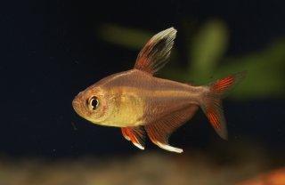 Megalamphodus bentosi