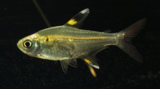 Pristella maxillaris