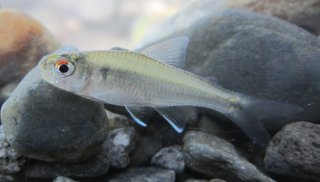 Creagrutus affinis