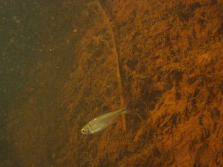 Knodus moenkhausii