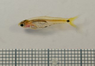 Barboides gracilis