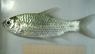 Systomus cf. sarana