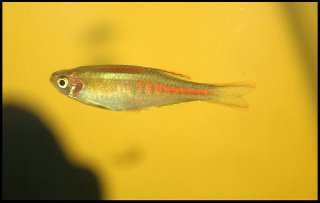 Danio choprae