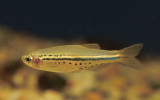 Danio nigrofasciatus