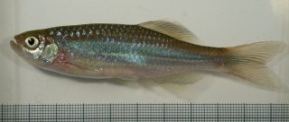 Devario aequipinnatus