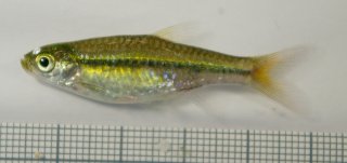 Rasbora borapetensis