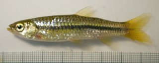 Rasbora cf. dandia