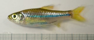 Rasbora sarawakensis