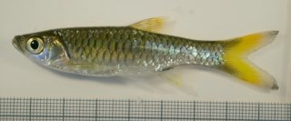 Rasbora sp. `BOLD AAU5133`