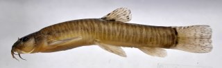 Rhyacoschistura maculosa