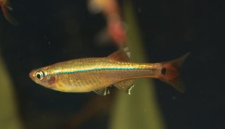 Tanichthys albonubes