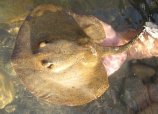 Potamotrygon magdalenae