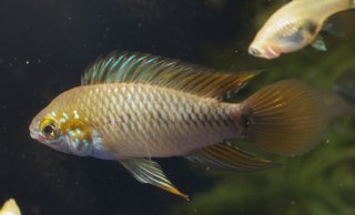 Apistogramma borellii