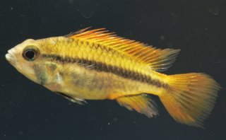 Apistogramma cacatuoides