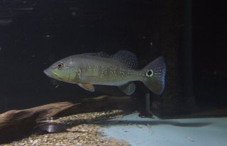 Cichla intermedia