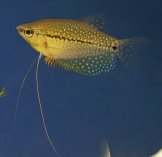 Trichopodus leeri