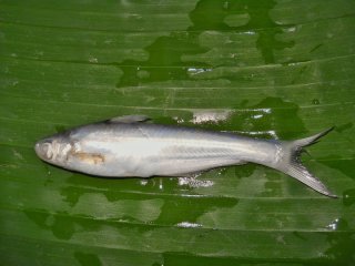 Laides montanum