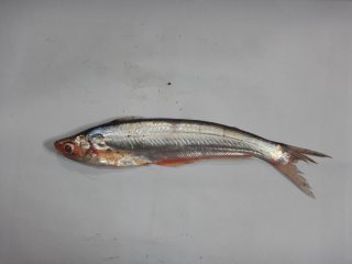 Proeutropiichthys taakree