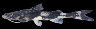 Pseudobagarius pseudobagarius