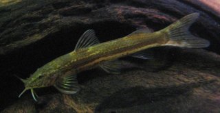 Amphilius platychir