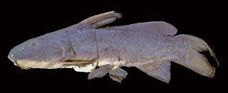 Ancharius griseus