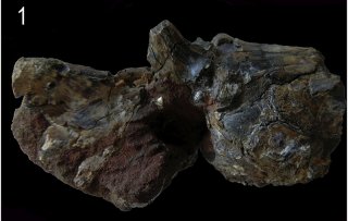 Amphiarius paleoorinocoensis