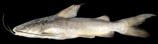 Common member of the genus Hexanematichthys