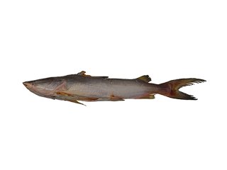 Notarius grandicassis