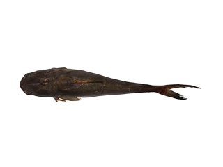 Notarius grandicassis