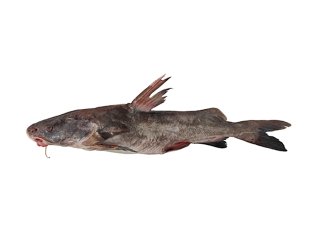 Notarius rugispinis