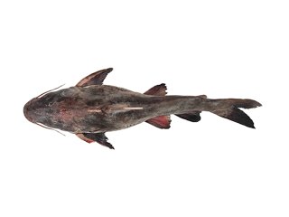Notarius rugispinis