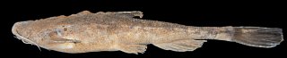 Bunocephalus larai