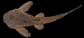 Bunocephalus larai